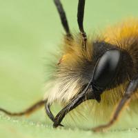 Tawny Mining Bee Male 2 
